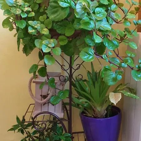 卡斯蒂洛高森酒店 萨利纳斯