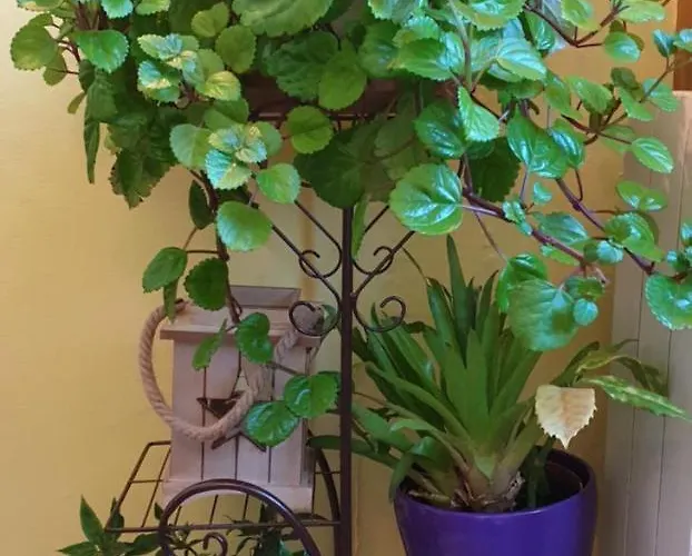 Castillo De Gauzón Salinas (Castrillon)